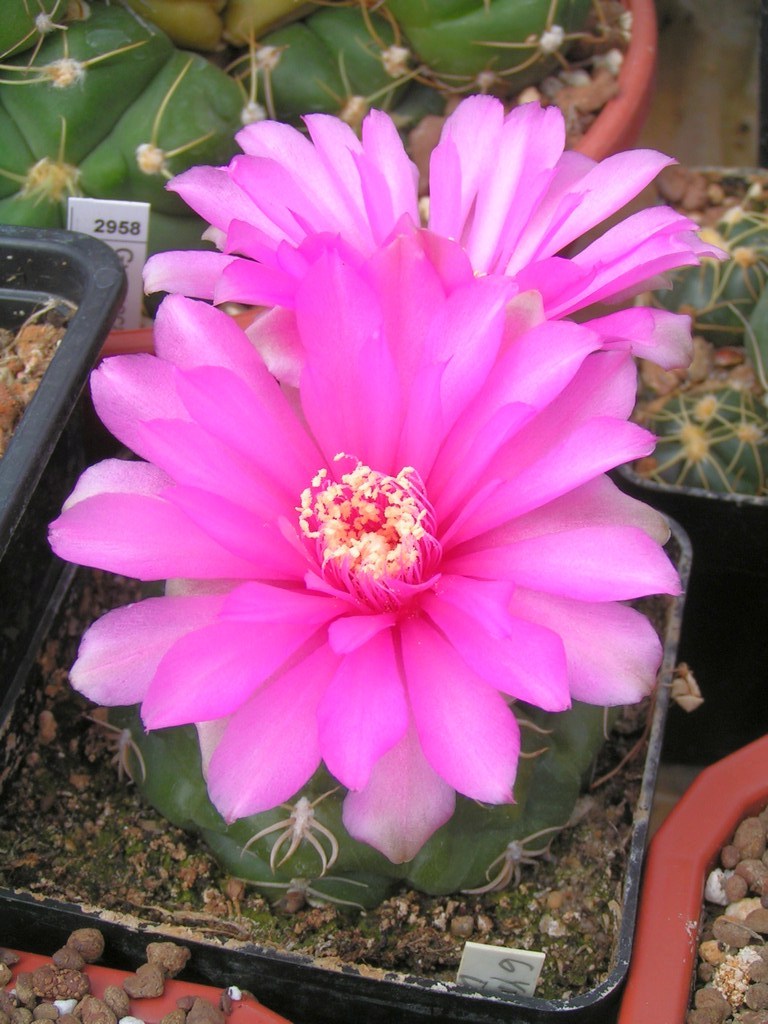 GYMNOCALYCIUM denudatum Jan Suba